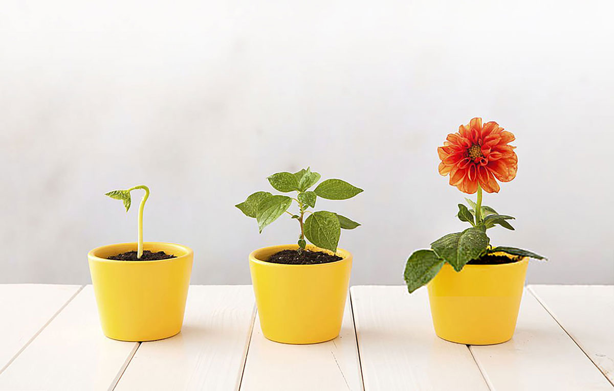 Stiftungskraft Evolution Wachstum und Blüte